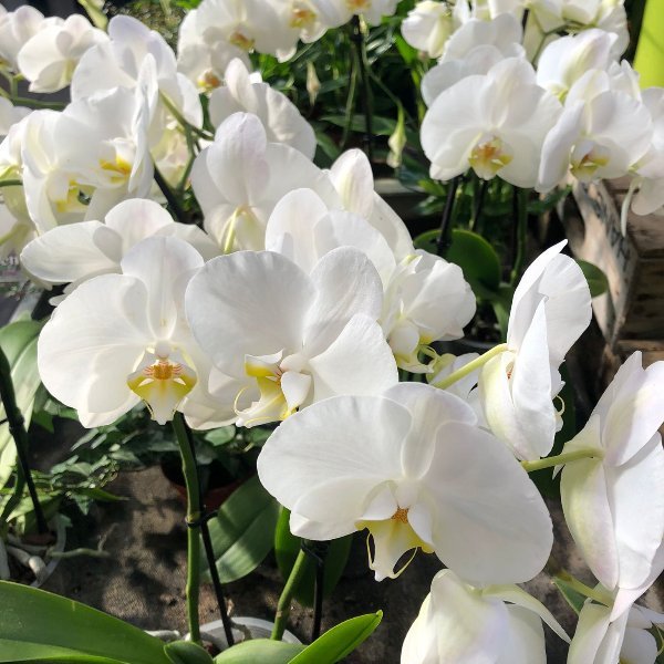 Orchideen 99060 Bild 2